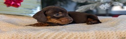 Miniature Dachshund dogs for sale: Flint - Ad 4