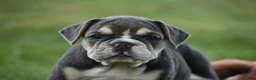 Beabull dogs for sale: Gigi - Ad 4