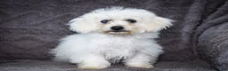 Bichon Frise dogs for sale: Jaynie - Ad 3