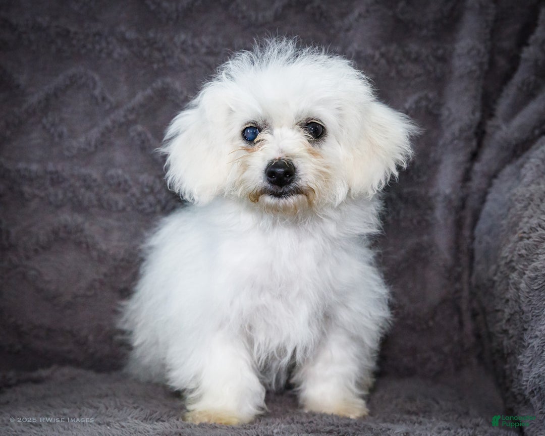 Bichon Frise dogs for sale: Jaynie - Ad 3