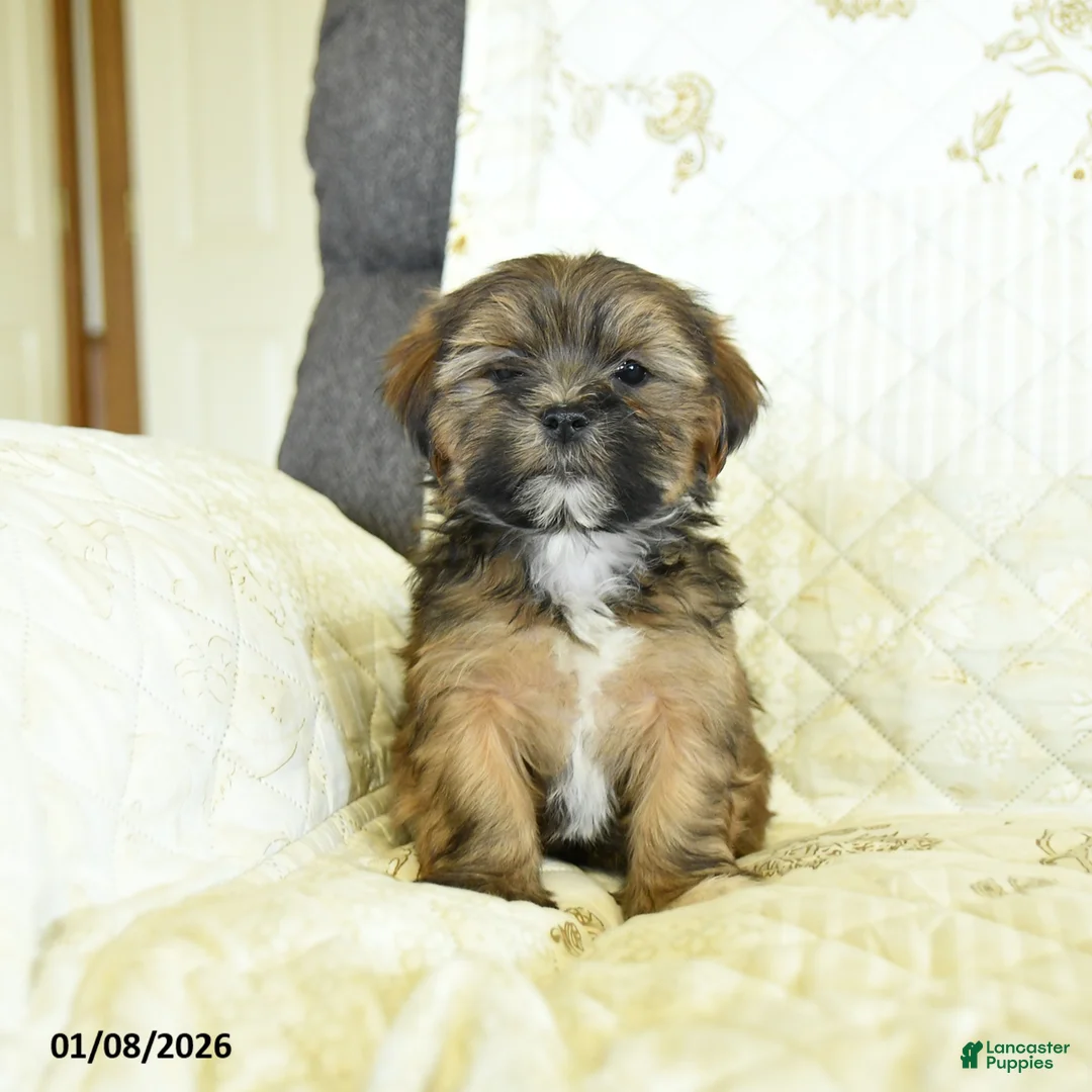 Shorkie dogs for sale: Kory  - Ad 3