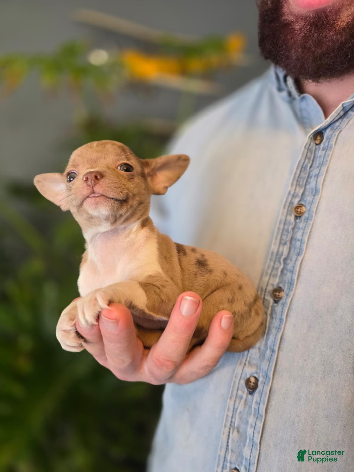 Chihuahua dogs Splash - Ad 2