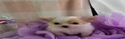 Chihuahua dogs for sale: Tulip - Ad 14