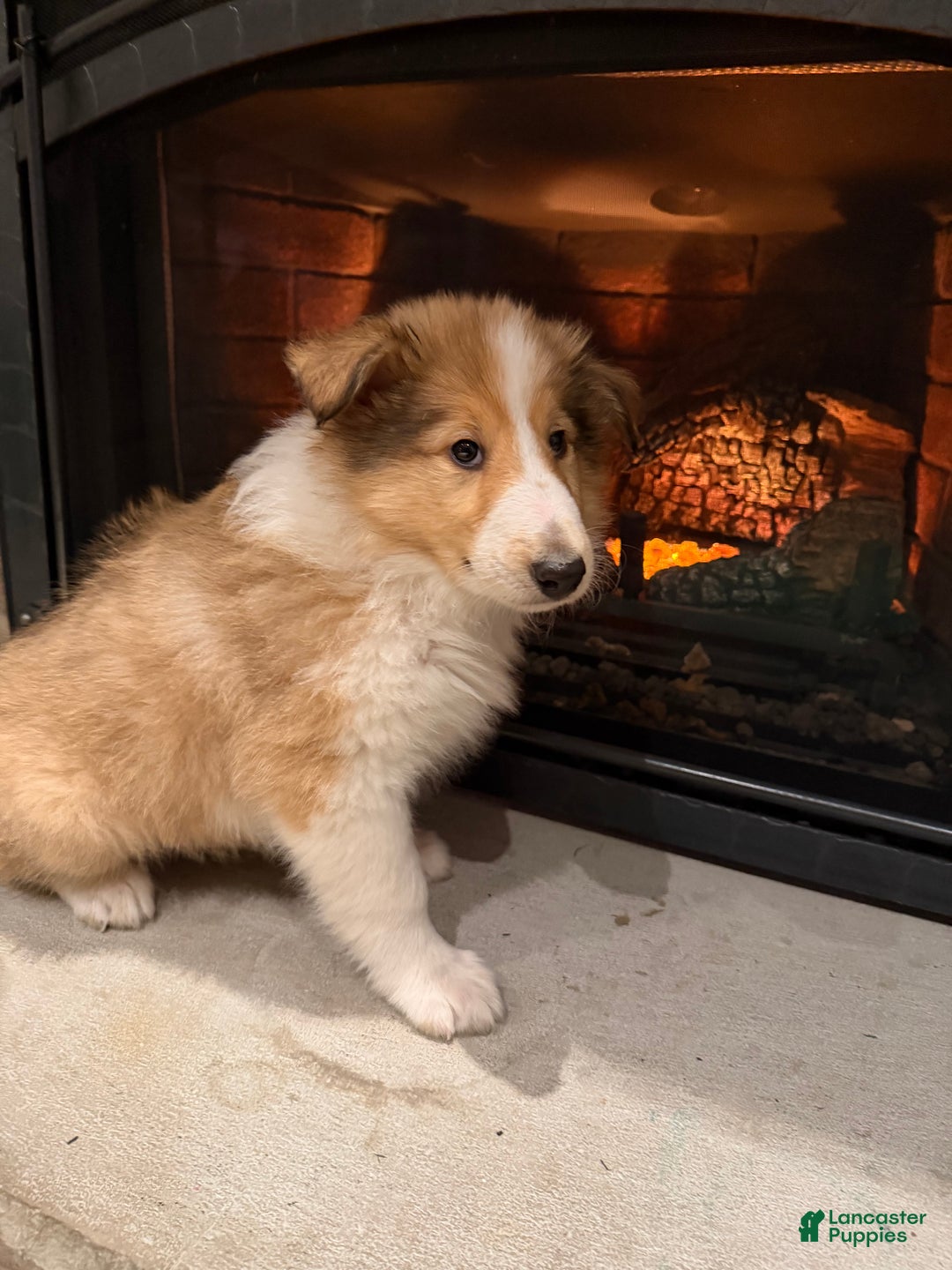 Collie dogs for sale: Collie Puppy 4 - Ad 1