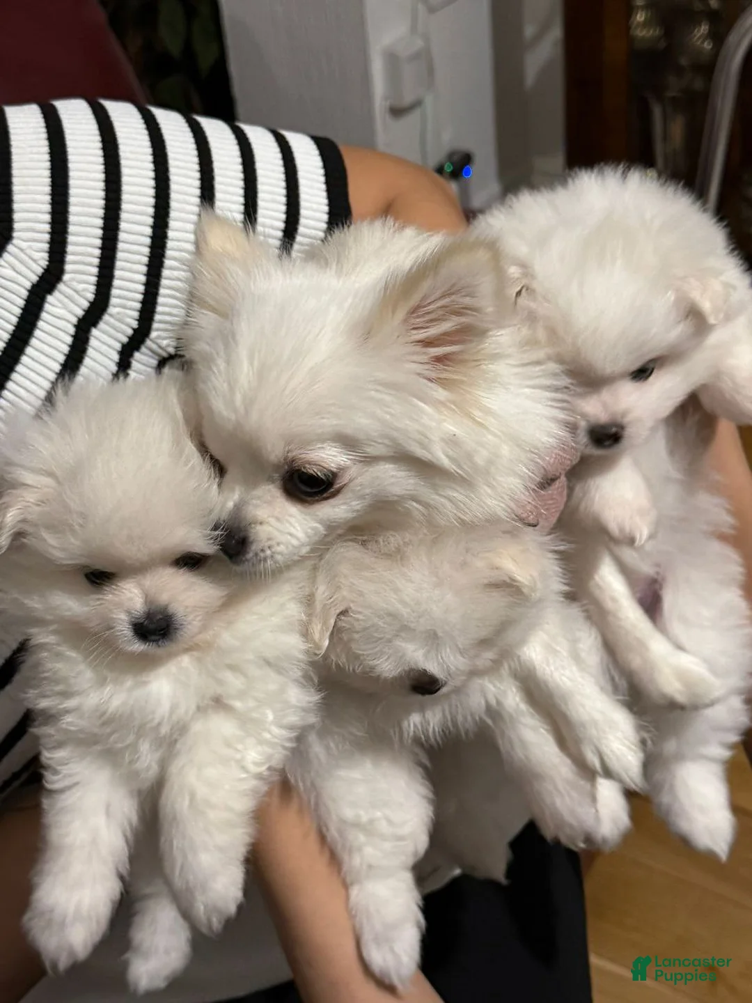 Pomeranian dogs for sale: Pomeranian Puppy 1 - Ad 2