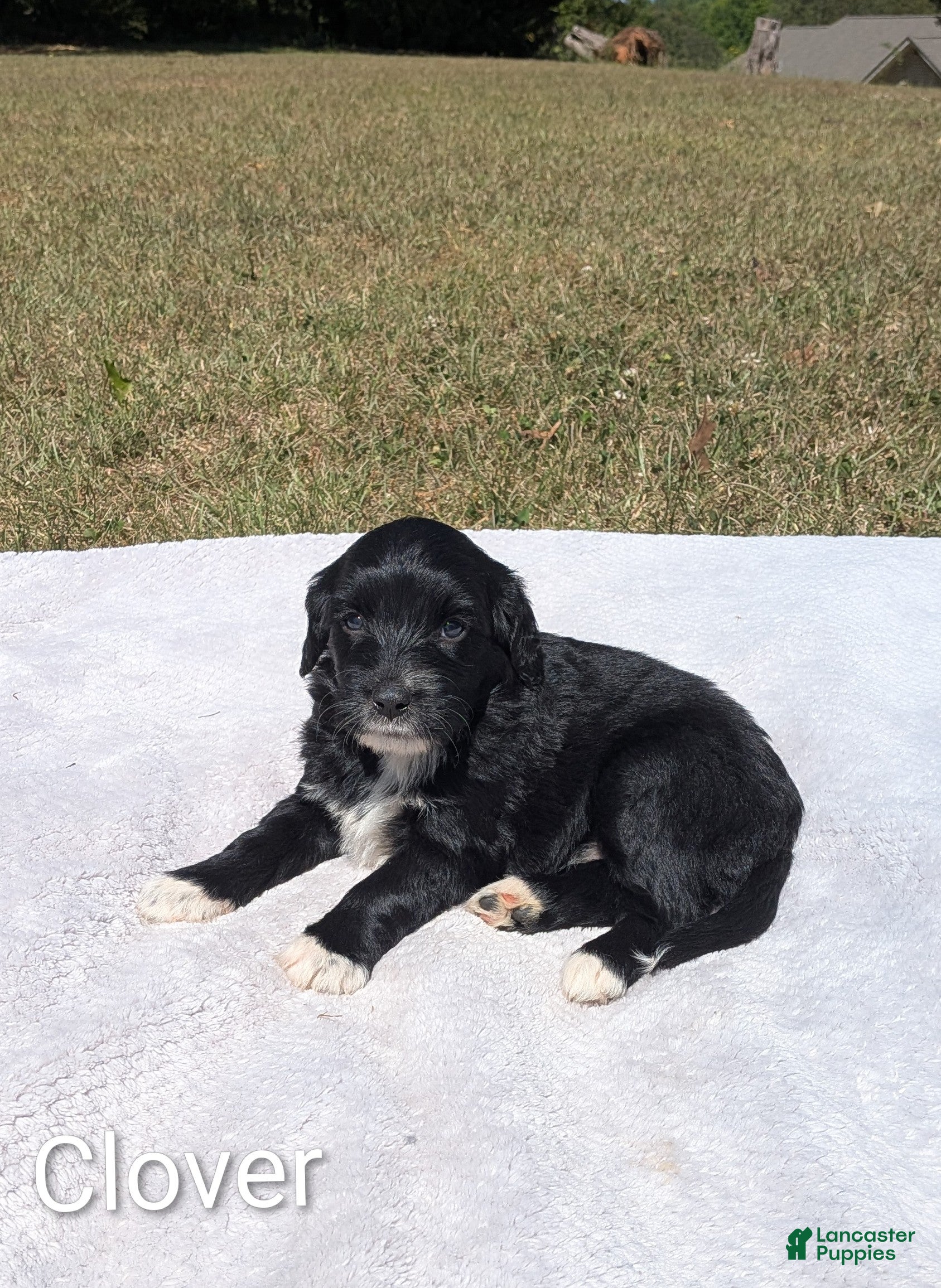 Mixed Breed dogs Clover - Ad 1