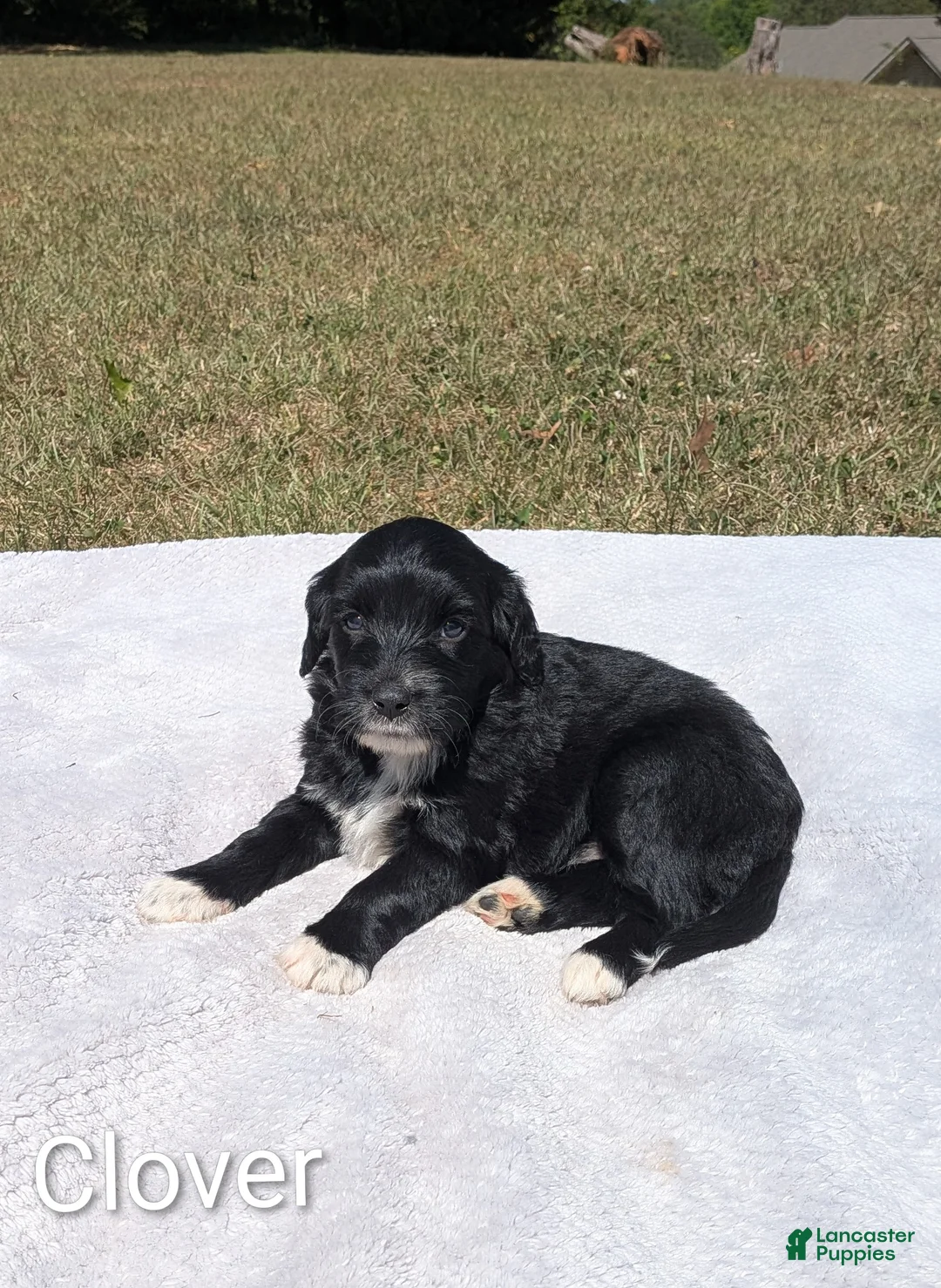 Mixed Breed dogs for sale: Clover - Ad 1
