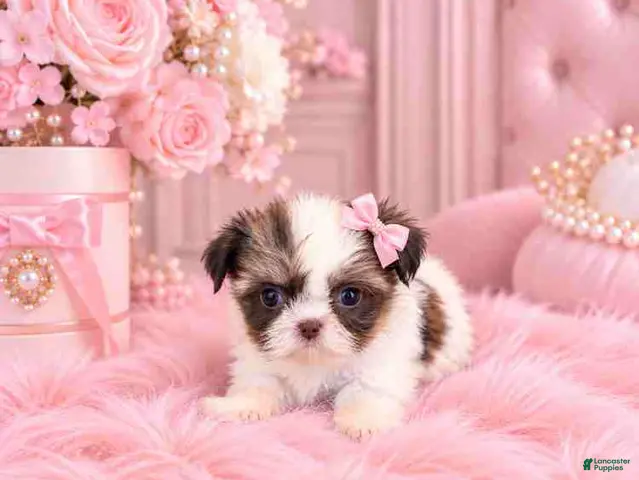 Shih Tzu dogs Shih Tzu 1 - Ad 14