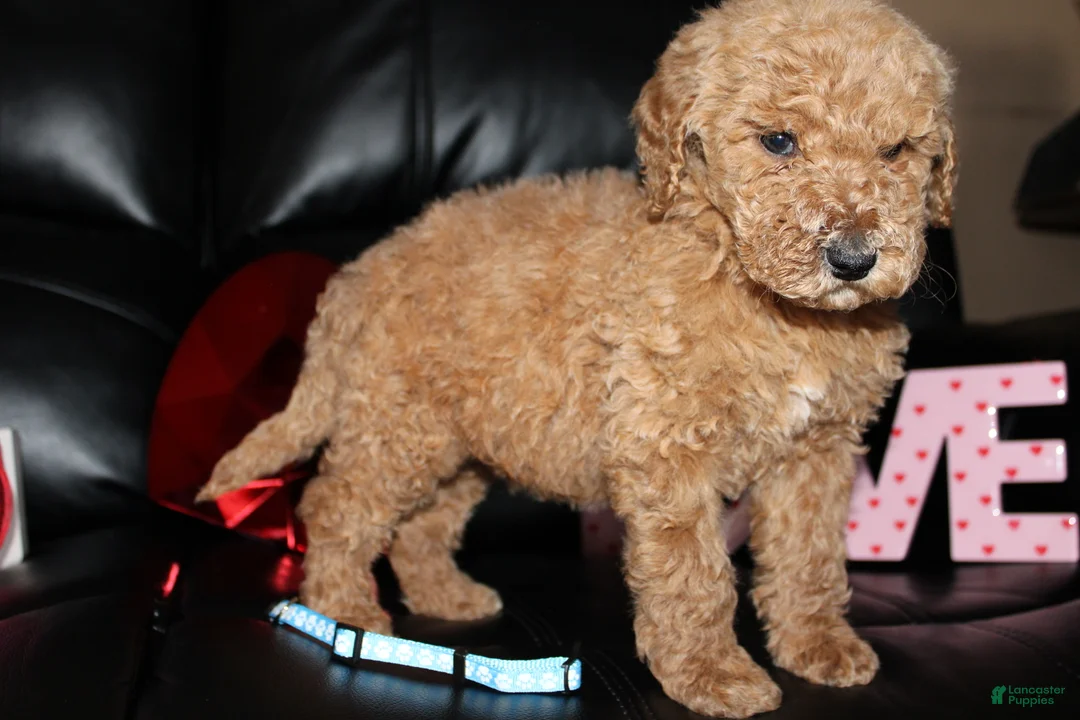 Standard Poodle dogs for sale: Oscar - Ad 1