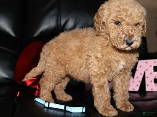 Standard Poodle dogs Oscar - Ad 13