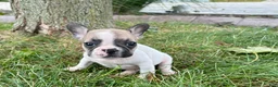 French Bulldog dogs for sale: Barry  - Ad 8