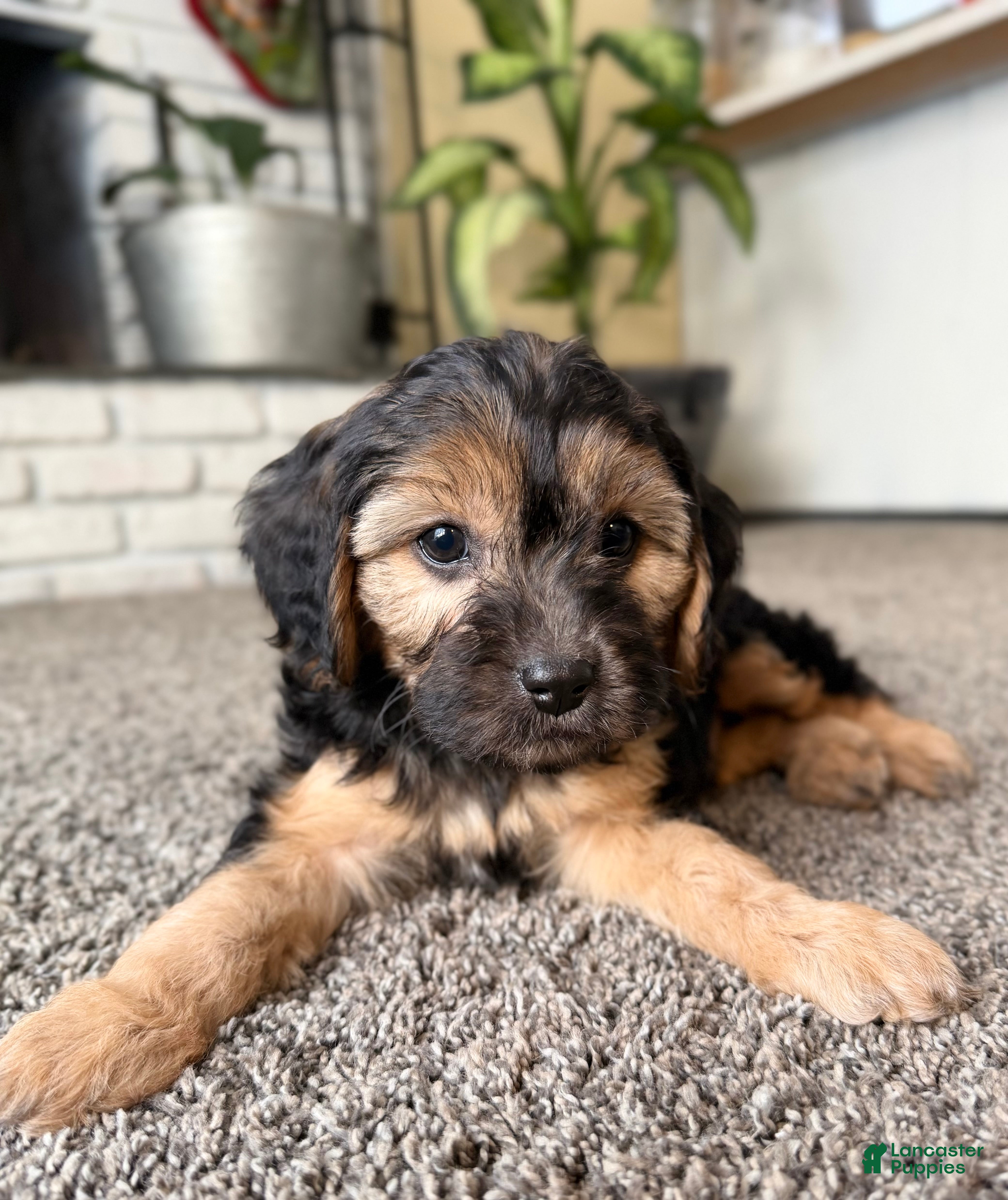 Cavapoo dogs Chestnut - Ad 21