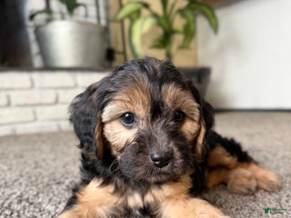 Cavapoo dogs Chestnut - Ad 21