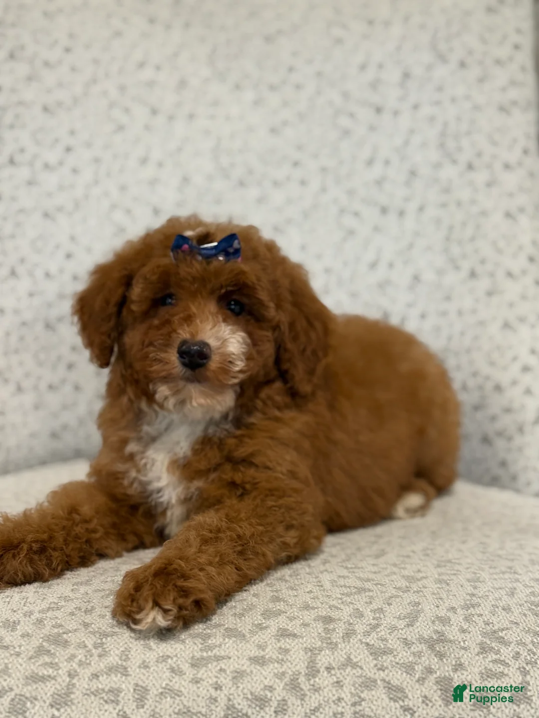 Miniature Poodle dogs for sale: Jazzy - Ad 7