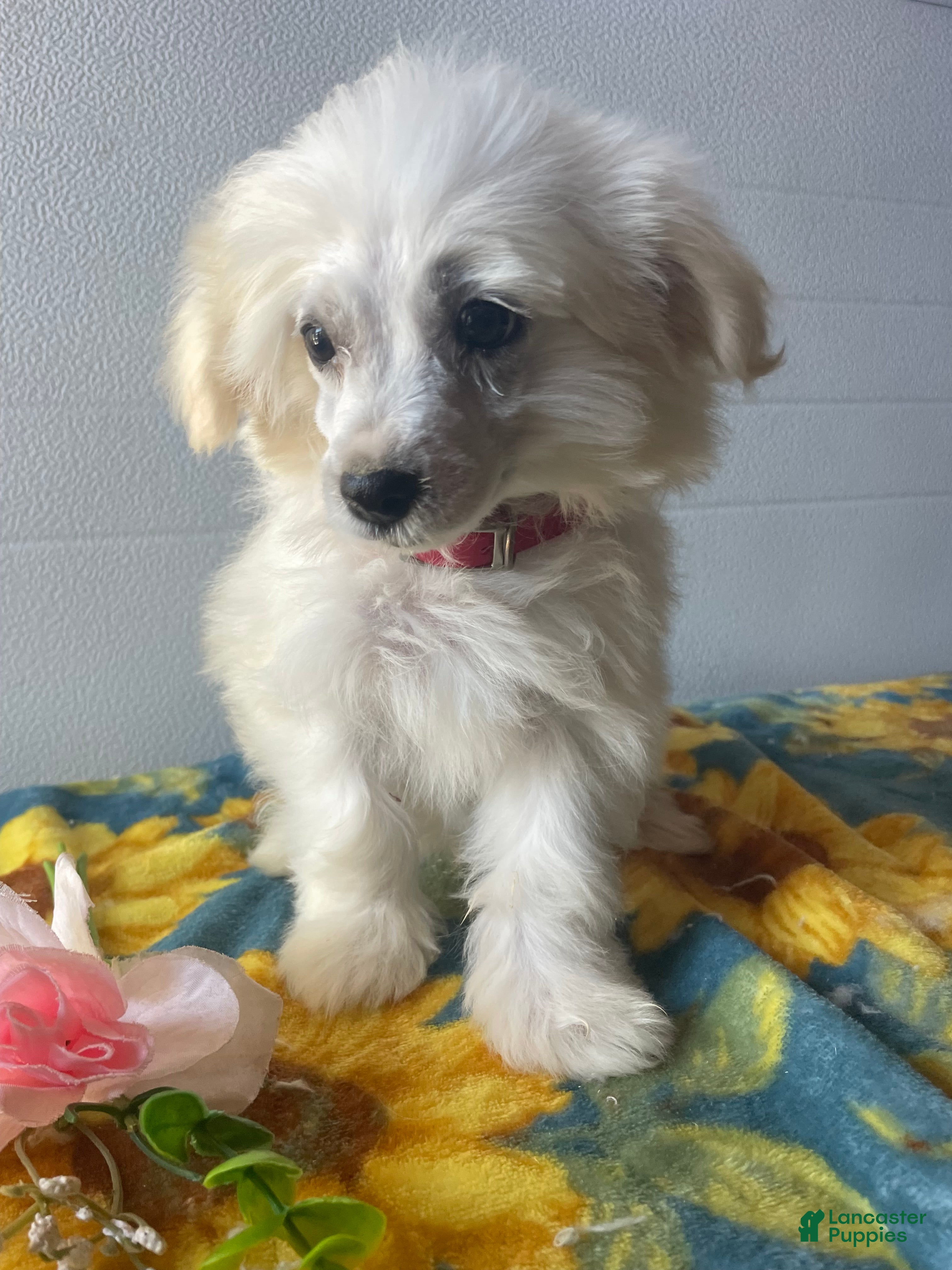 Havanese dogs Ringo - Ad 27