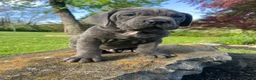 Cane Corso dogs for sale: Tanker - Ad 4