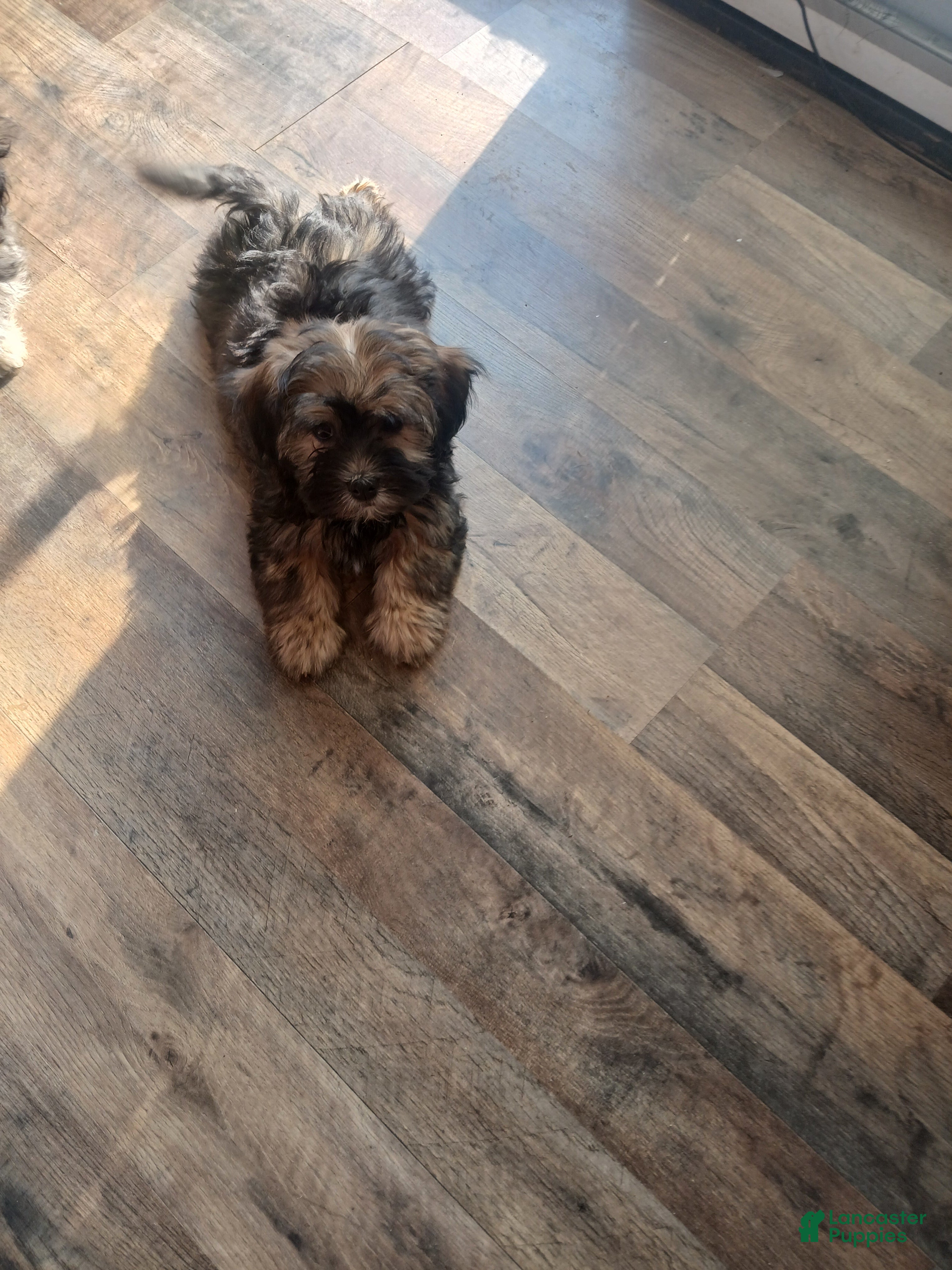 Havanese dogs Havanese Puppy 2 - Ad 29