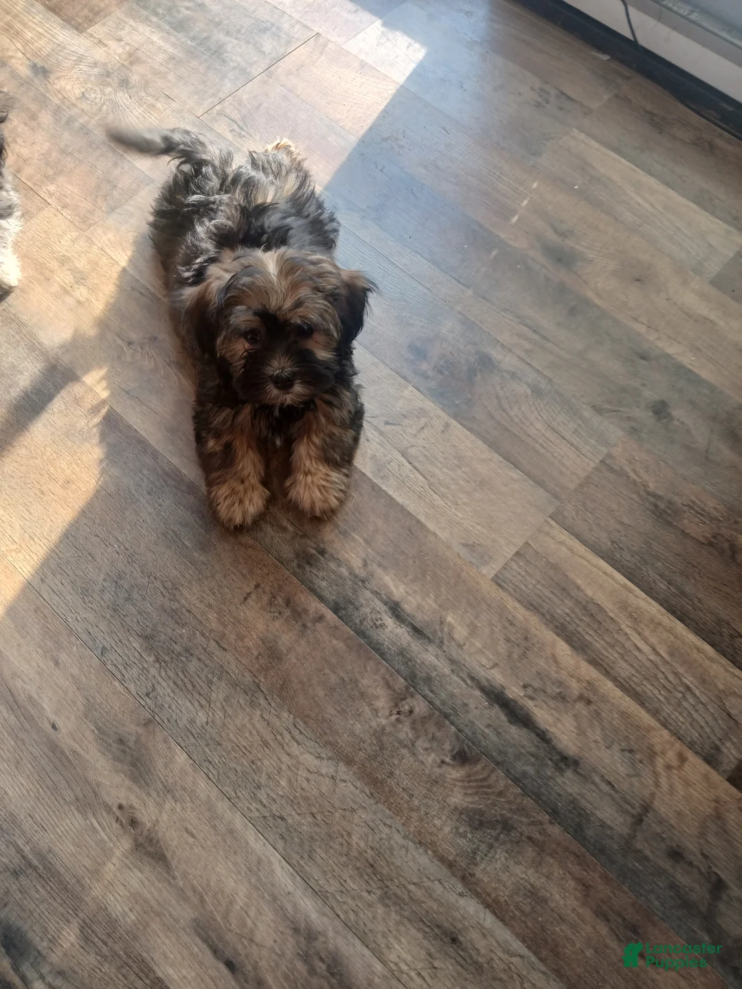 Havanese dogs for sale: Havanese Puppy 2 - Ad 1