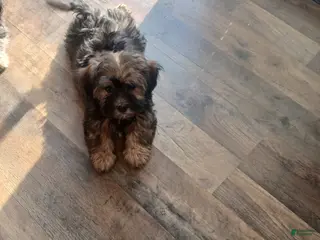 Havanese dogs Havanese Puppy 2 - Ad 29