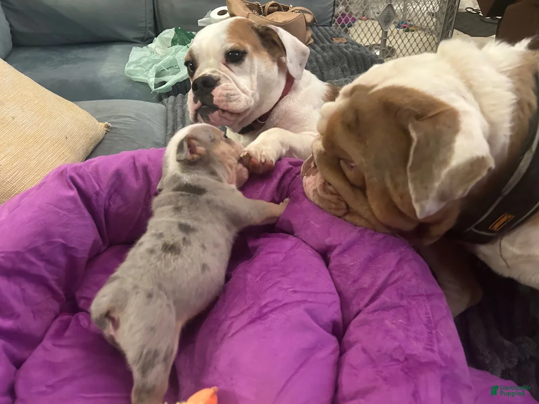 Beabull dogs for sale: Georgie - Ad 10
