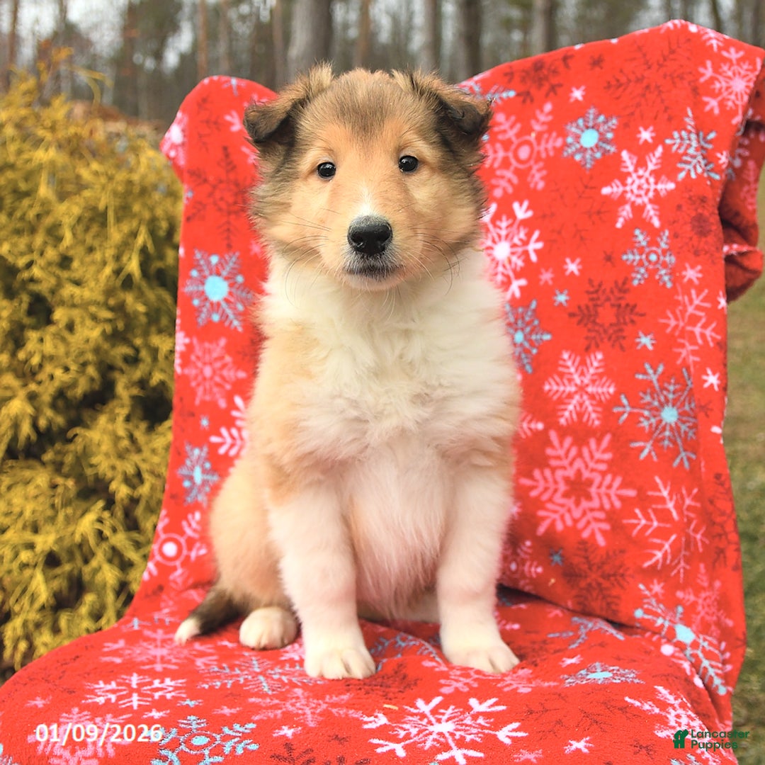 Collie dogs for sale: Indiana - Ad 1