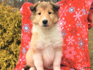 Collie dogs Indiana - Ad 3