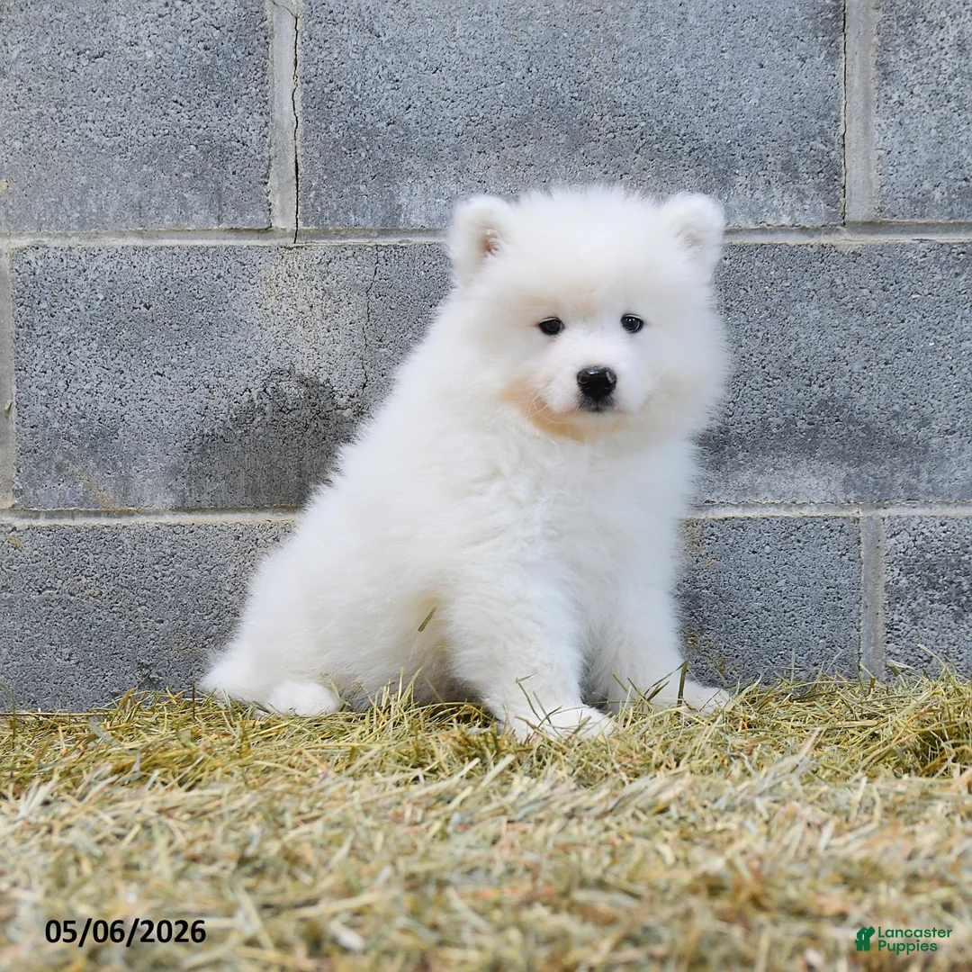 Samoyed dogs for sale: Icekube - Ad 2