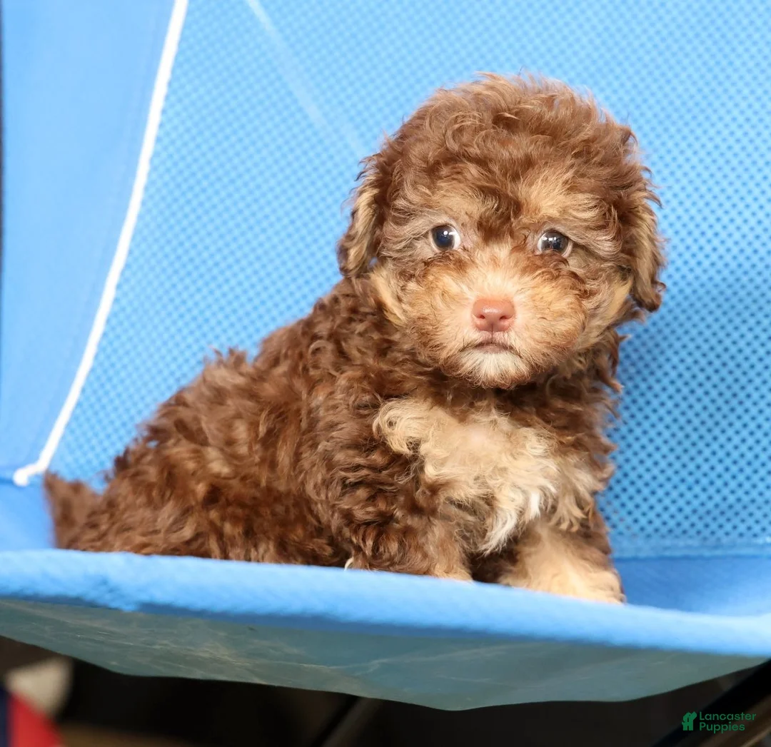 Havapoo dogs for sale: Dorsie - Ad 2