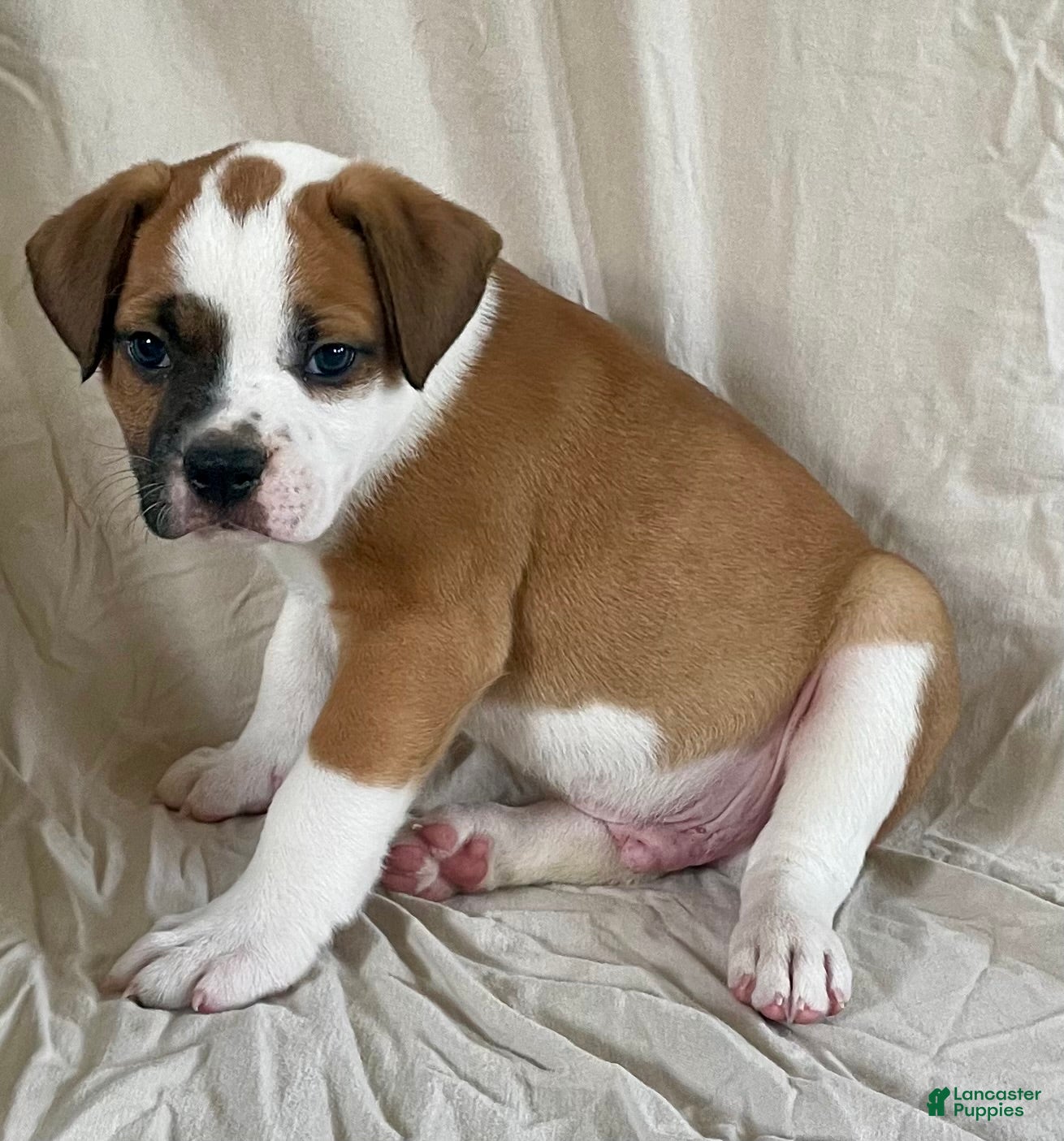 American Bulldog dogs Buster - Ad 2