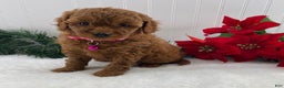Cavapoo dogs for sale: Scarlet - Ad 1