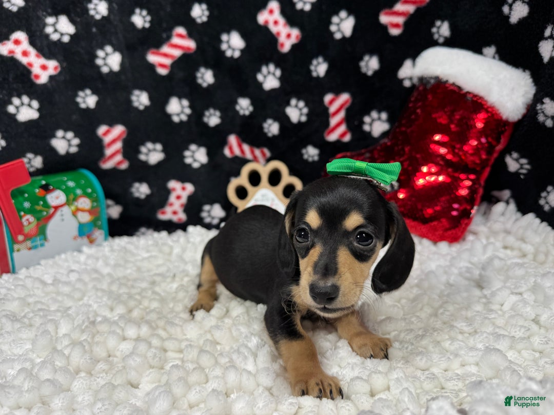 Miniature Dachshund dogs for sale: Miniature Dachshund Puppy 4 - Ad 3