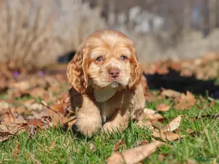 Cocker Spaniel dogs for sale: Ozzy - Ad 3