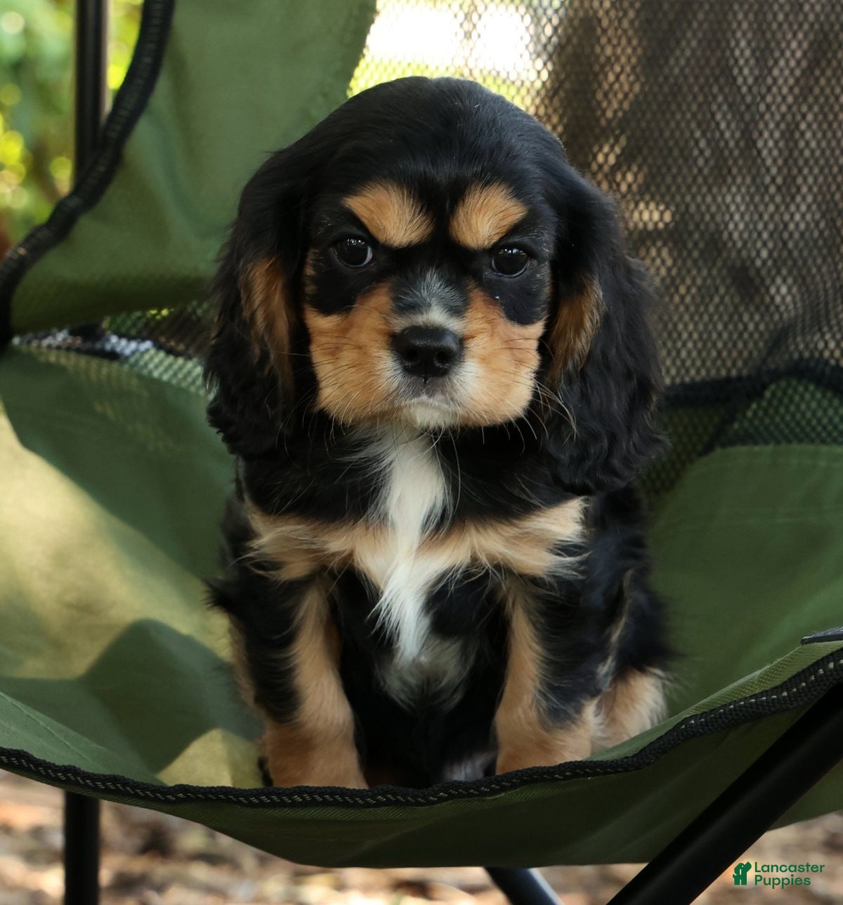 Cavalier King Charles Spaniel dogs for sale: Corey - Ad 6