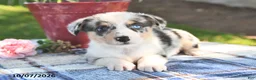 Welsh Corgi Pembroke dogs for sale: Chai - Ad 4