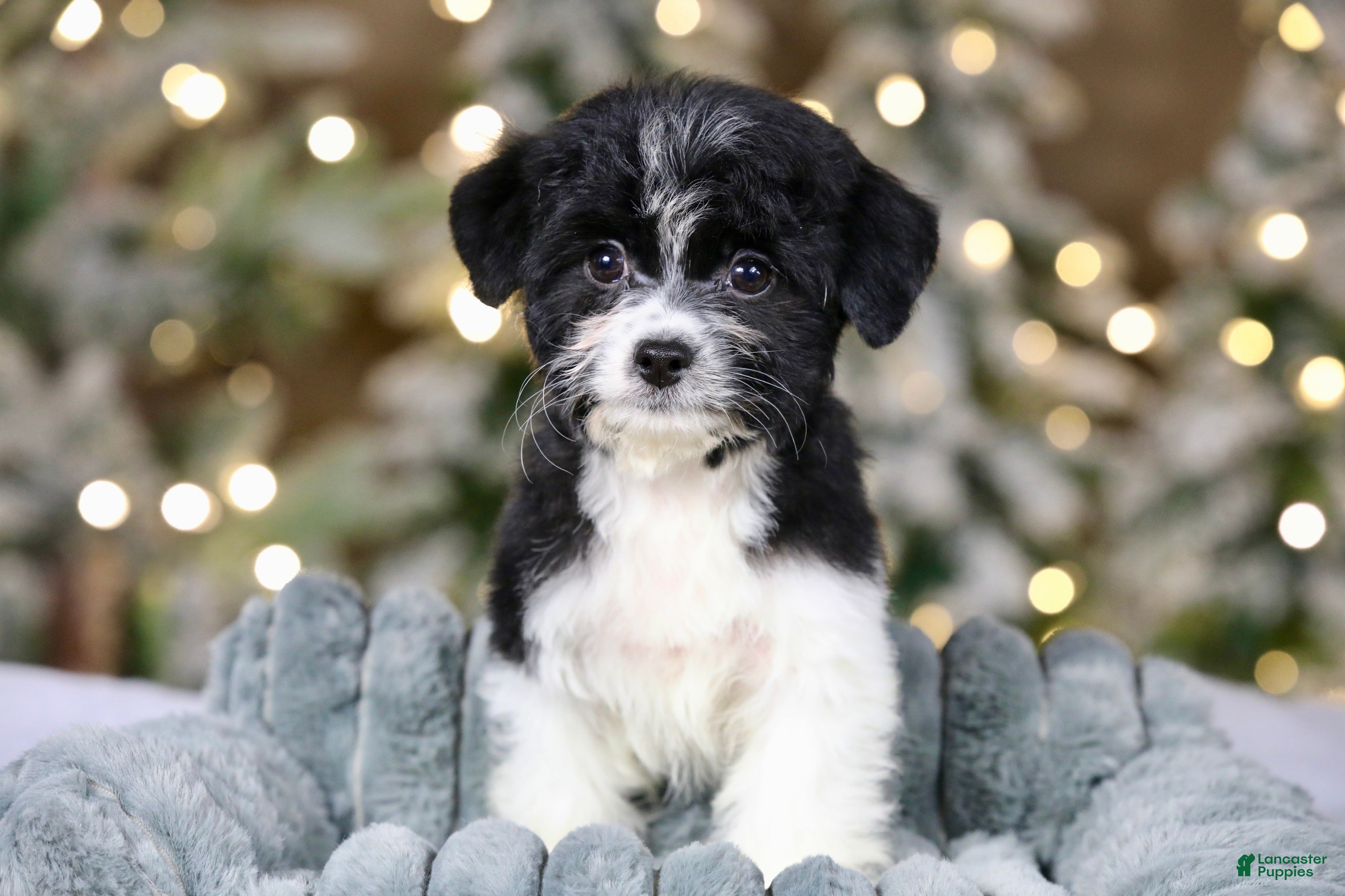 Teddy Bear dogs Noelle - Ad 34