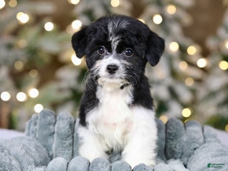 Teddy Bear dogs Noelle - Ad 34