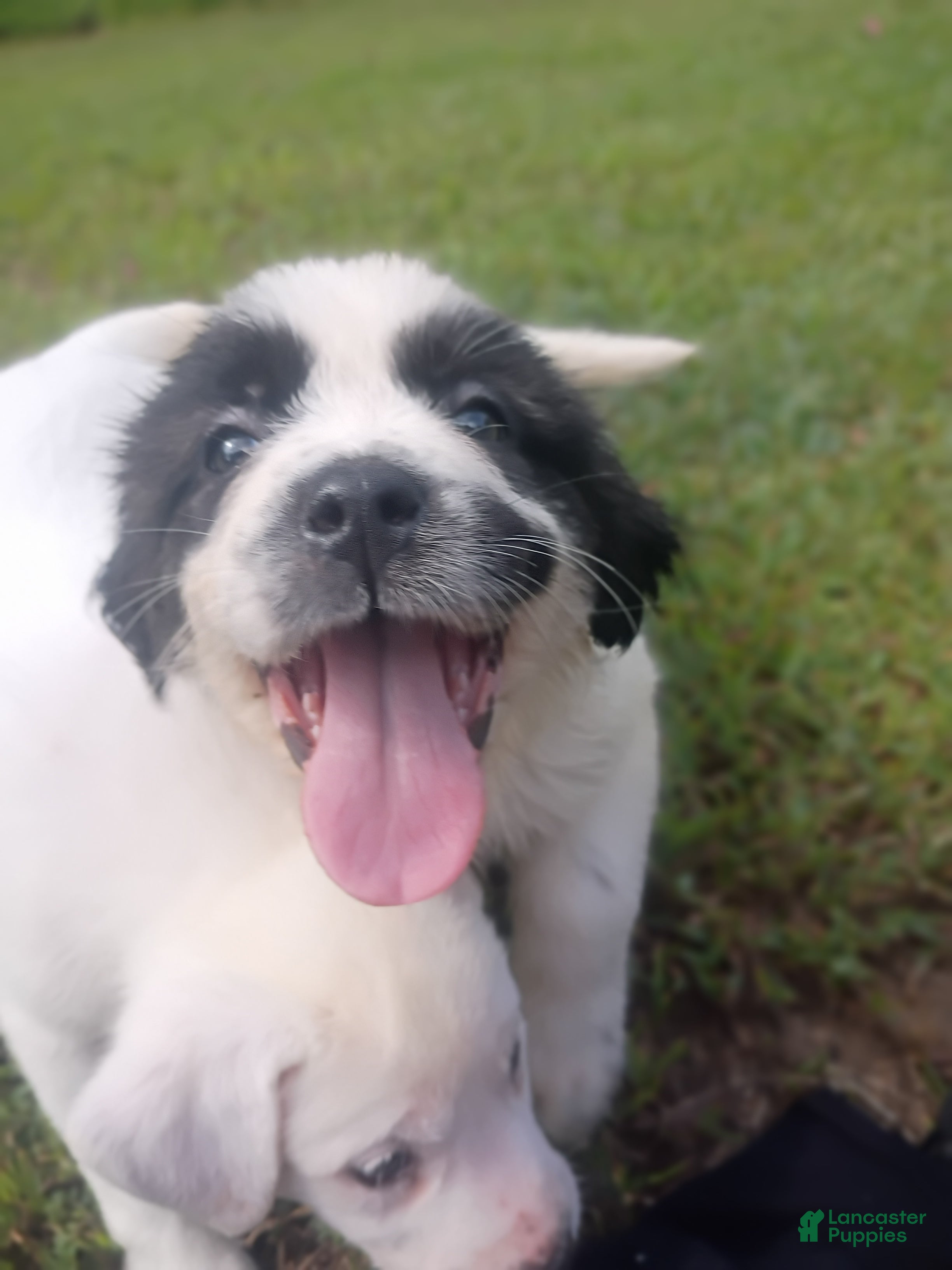Mixed Breed dogs Arabella - Ad 38