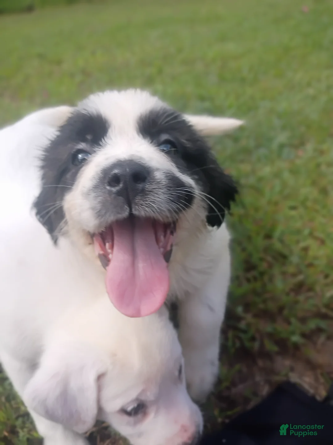 Mixed Breed dogs for sale: Arabella - Ad 1