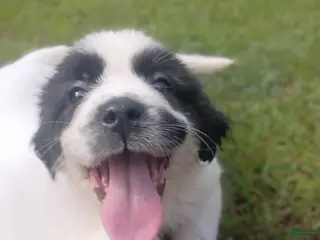 Mixed Breed dogs Arabella - Ad 38