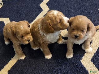 Cockapoo dogs Cockapoo Puppy 3 - Ad 3