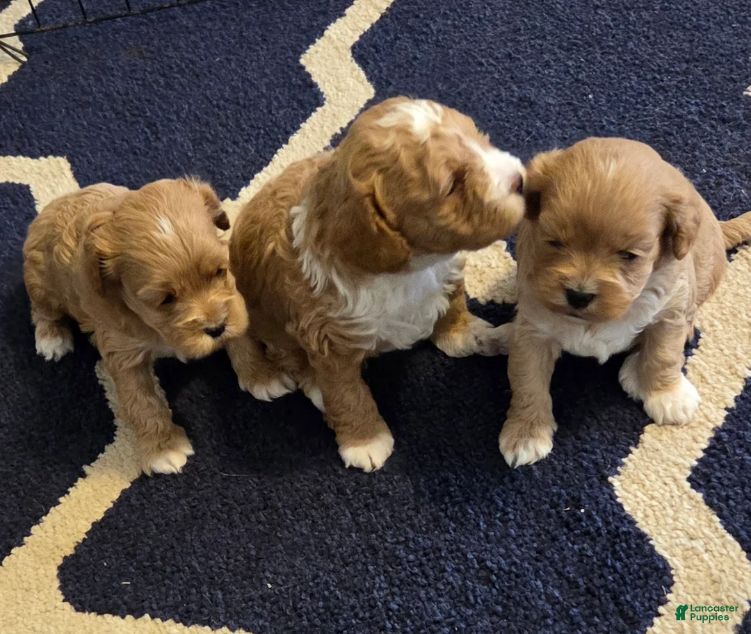 Cockapoo dogs for sale: Cockapoo Puppy 3 - Ad 1