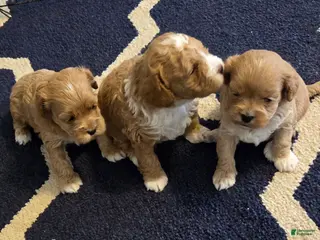 Cockapoo dogs Cockapoo Puppy 3 - Ad 3