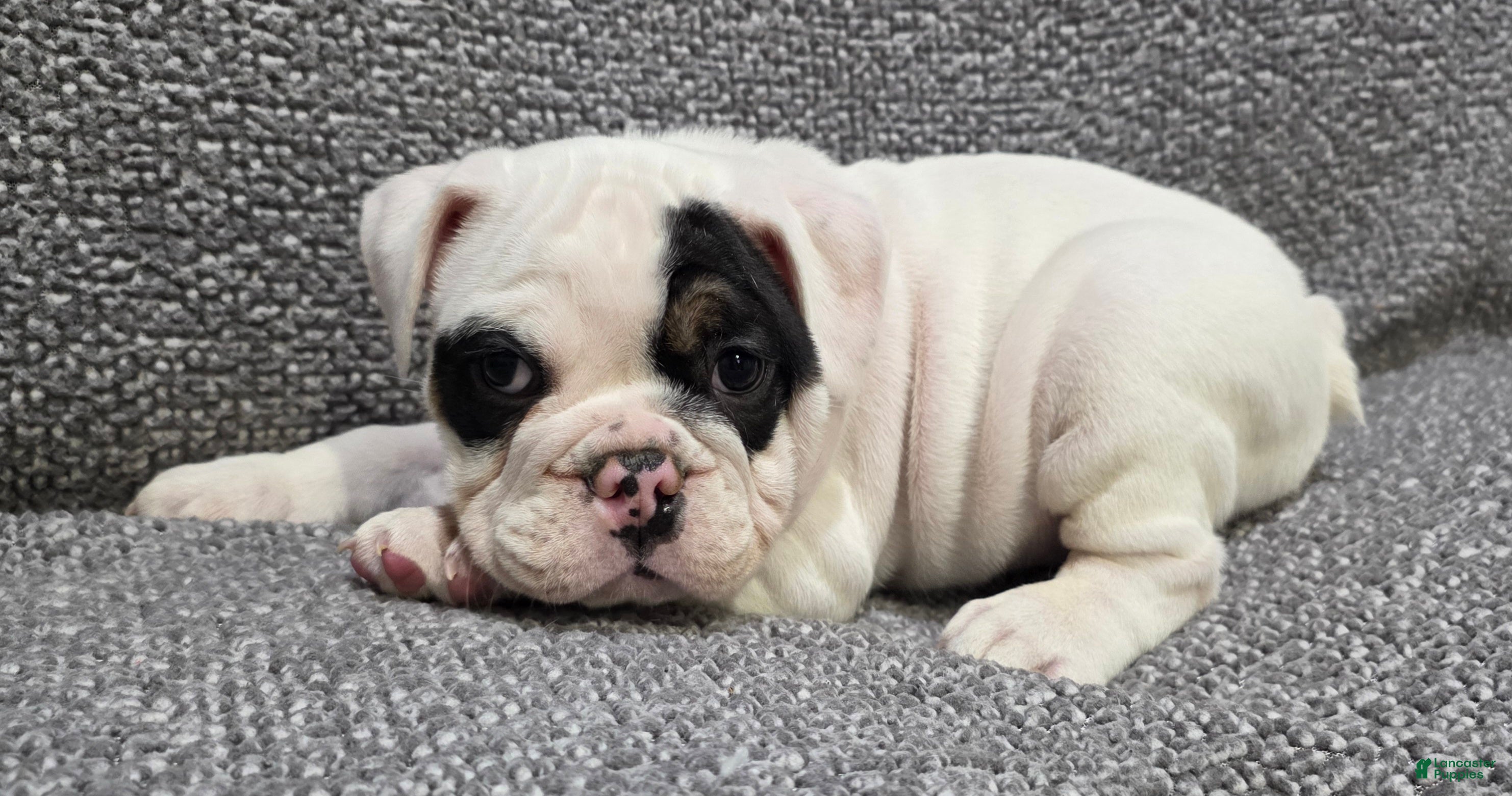 English Bulldog dogs Lance - Ad 2