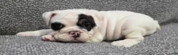English Bulldog dogs for sale: Lance - Ad 2