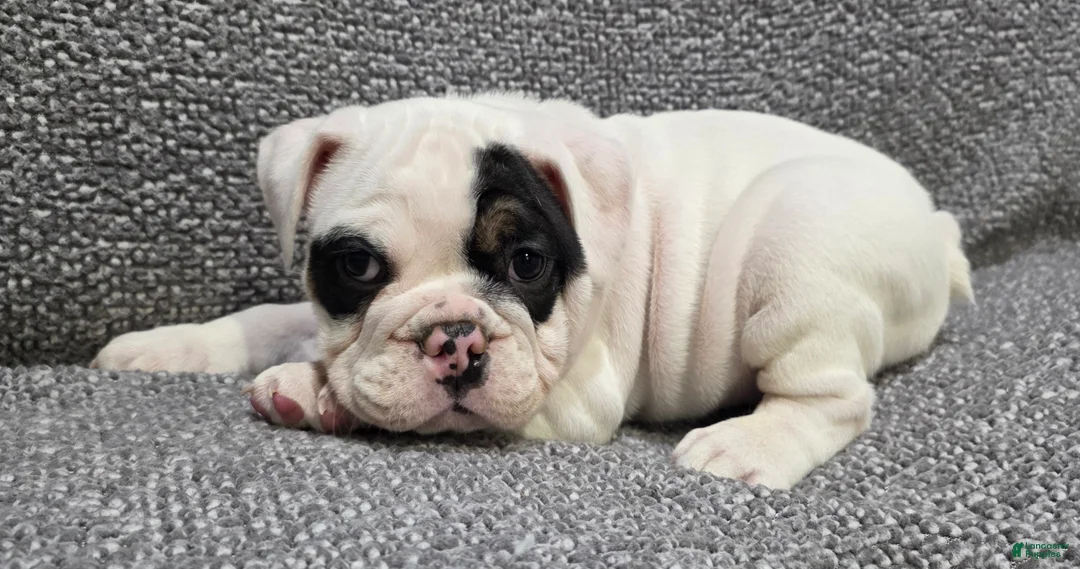 English Bulldog dogs for sale: Lance - Ad 2
