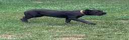 Cane Corso dogs for sale: Destiny - Ad 8