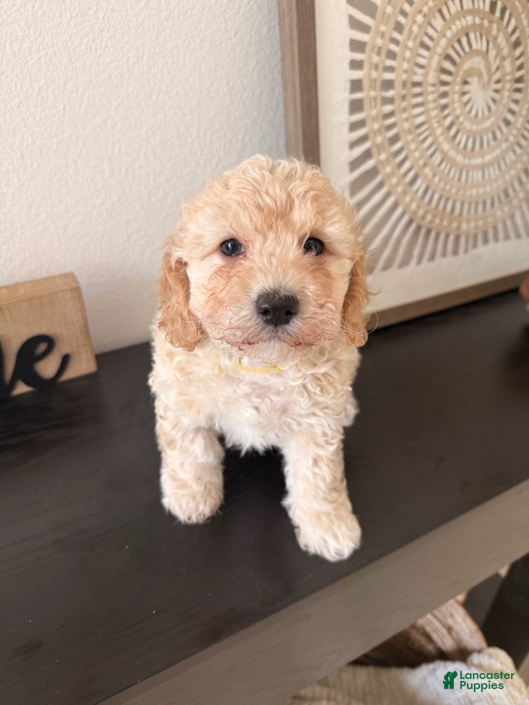 Bichpoo dogs Pudding - Ad 36