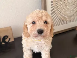 Bichpoo dogs Pudding - Ad 36