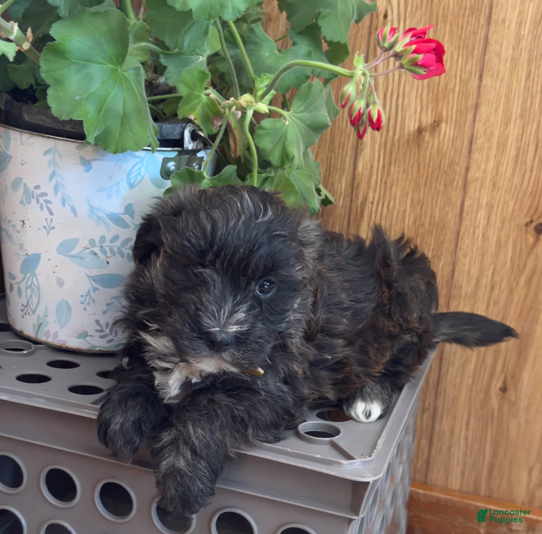 Morkie dogs for sale: Smoky - Ad 4