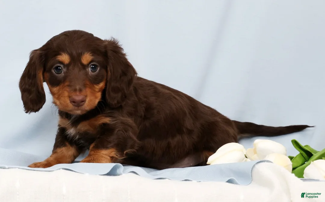 Miniature Dachshund dogs for sale: Fiona - Ad 2